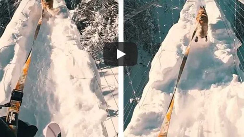 Video Viral De Perro En La Nieve