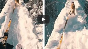Increíble video viral: un perro esquía con su dueña por un puente lleno de nieve