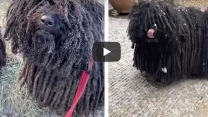 Perros con dreadlocks protagonizan divertido video viral en YouTube