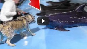 ¡El mejor día de su vida! Un perro es viral por ir a conocer delfines