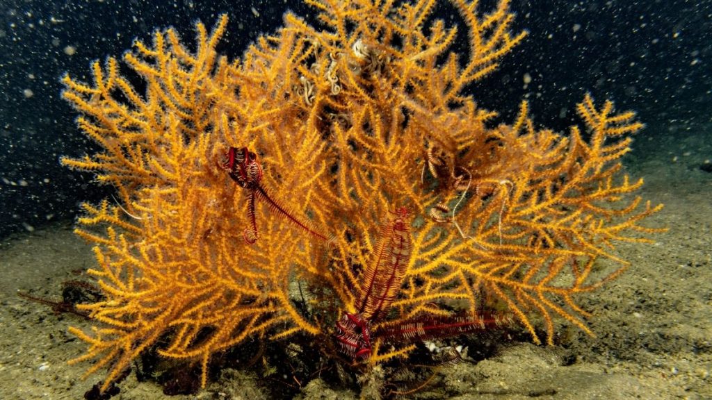 Refugio Marino Zapallar (1)