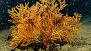 Inauguran un nuevo refugio marino de 15 mil hectáreas en Zapallar