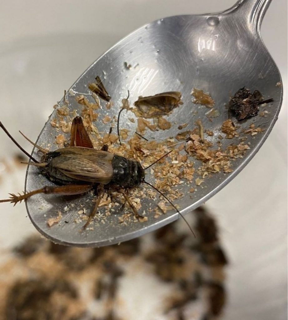 Alimentos Con Grillos