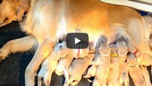 Una perra alimenta a sus cachorros y se vuelve viral en YouTube