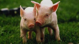 Soñar con cerdos: ¿Cuáles son sus significados?