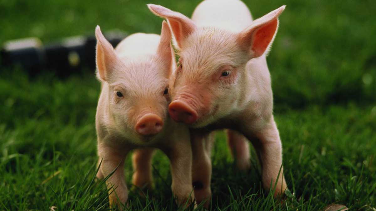 Soñar con cerdos: ¿Cuáles son sus significados?