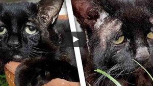 El gato con la mirada más triste del mundo es viral en YouTube