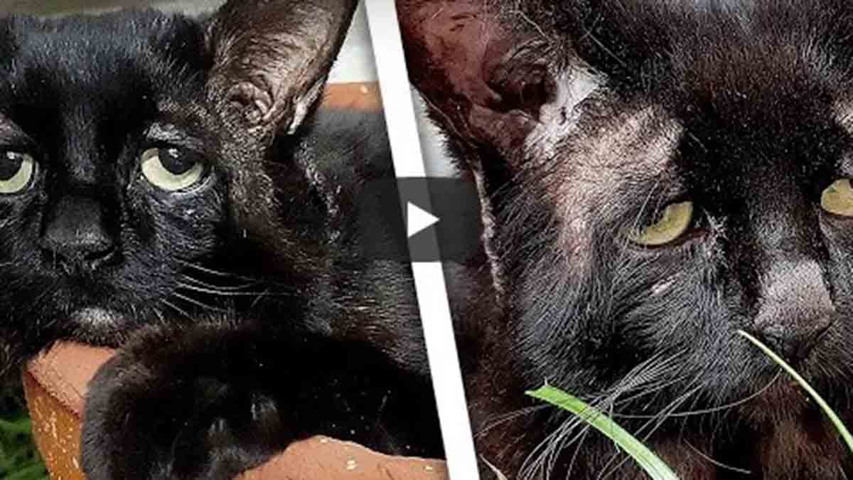 El gato con la mirada más triste del mundo es viral en YouTube