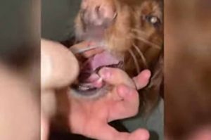 Viral: un perro dio positivo en Covid-19