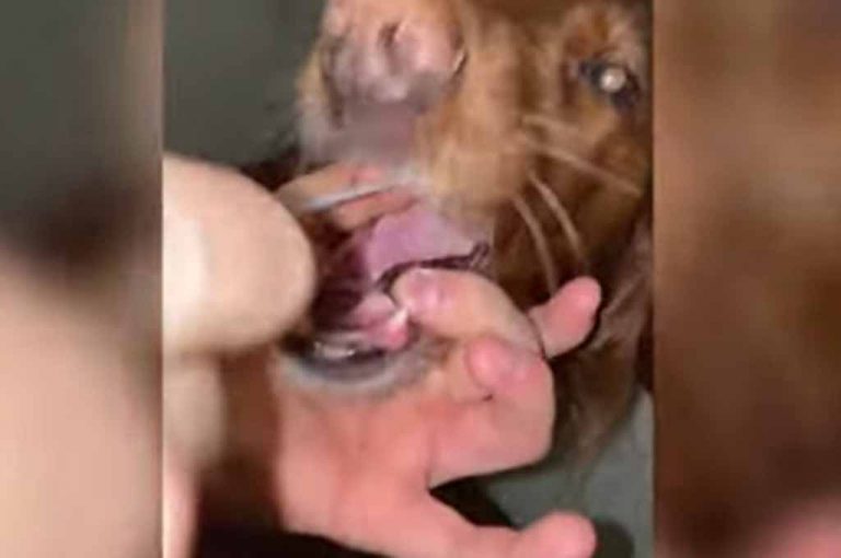 Viral: un perro dio positivo en Covid-19