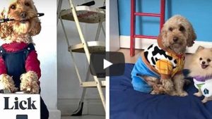 Viral: un perro posa con distintos outfits como todo un profesional