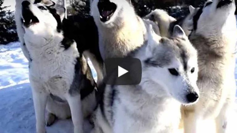 Perros Cantan Cumpleaños En Video Viral