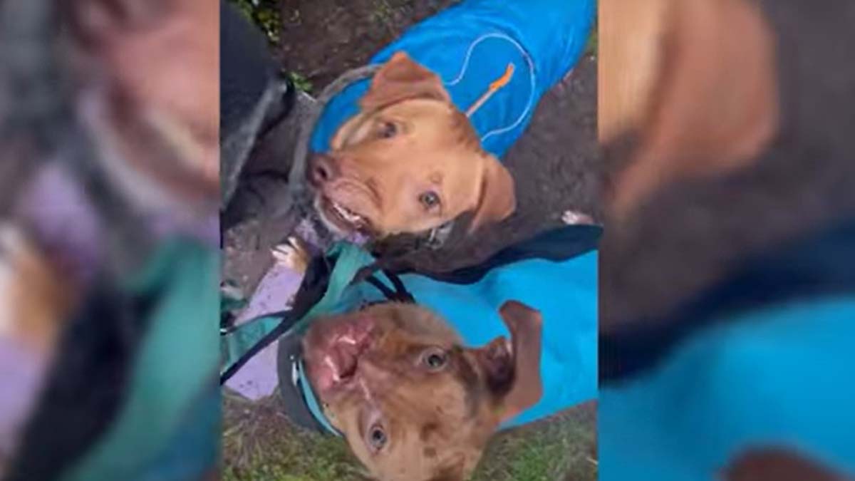 Viral: dos perros con la cara deformada reciben una segunda oportunidad