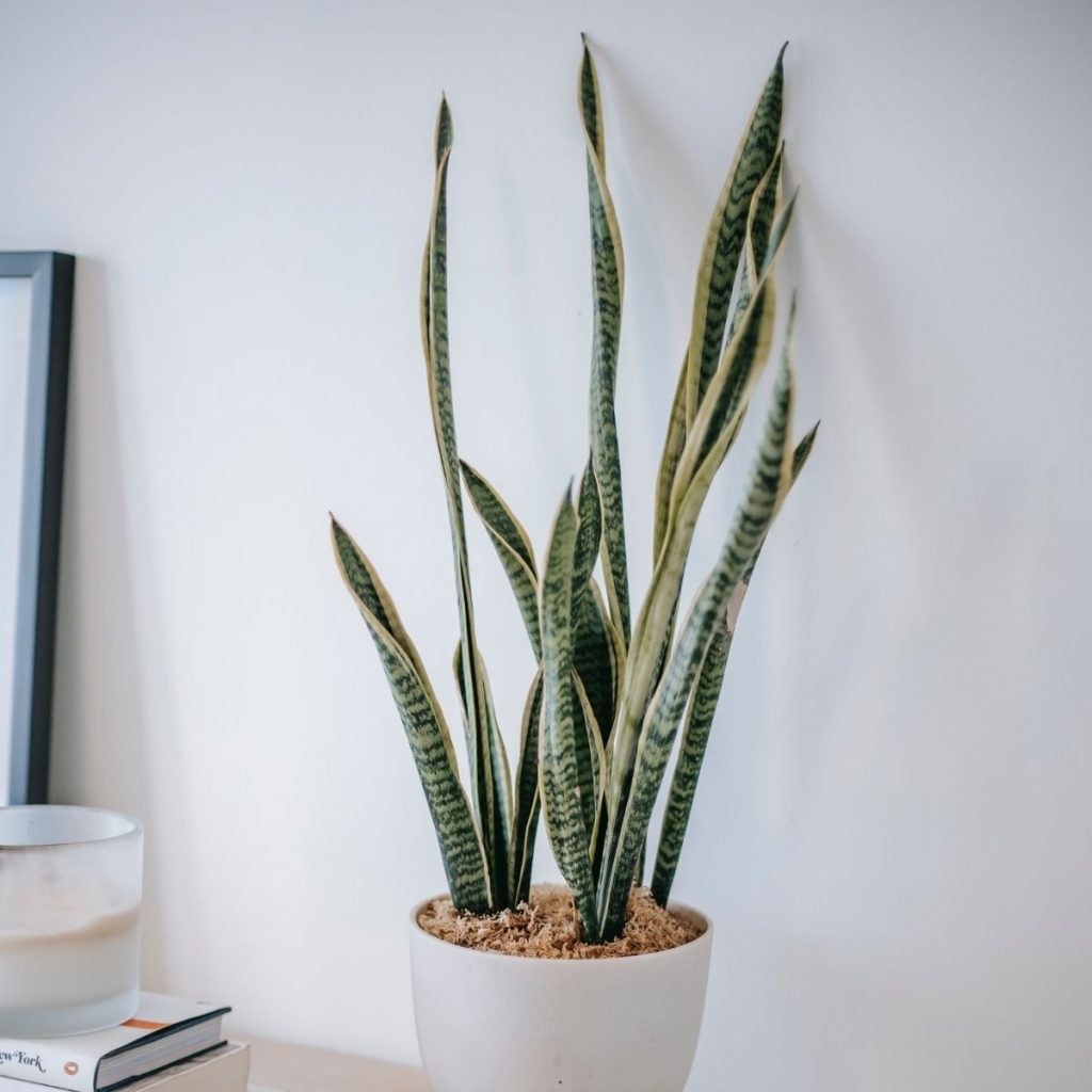 Sansevieria Cuidados