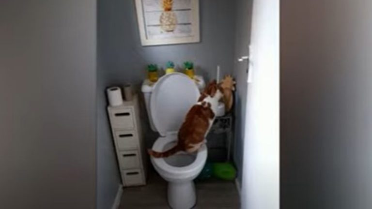 Video Viral De Gato En El Baño