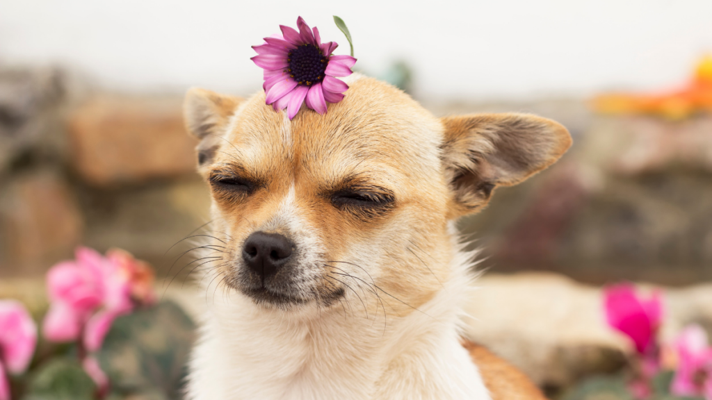 Fotos Graciosas Fotografiados