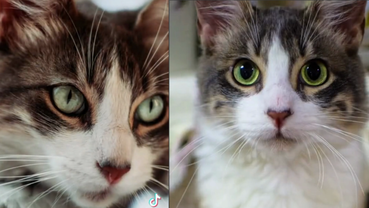 La historia del gatito Corono que conmovió a todos en redes sociales