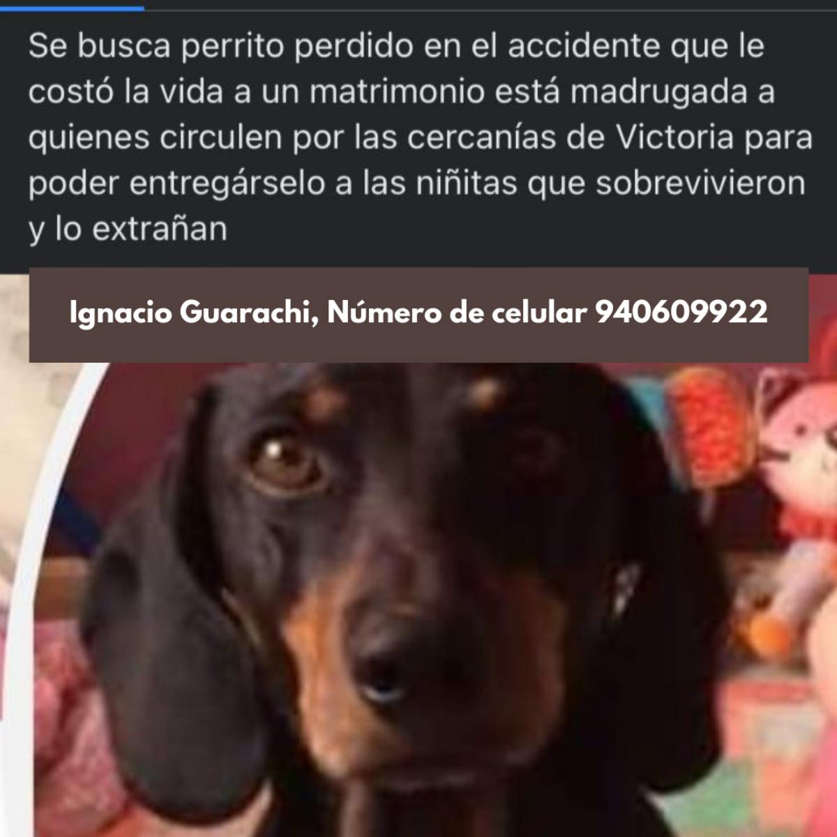 Perrito Salchicha Desaparecio 