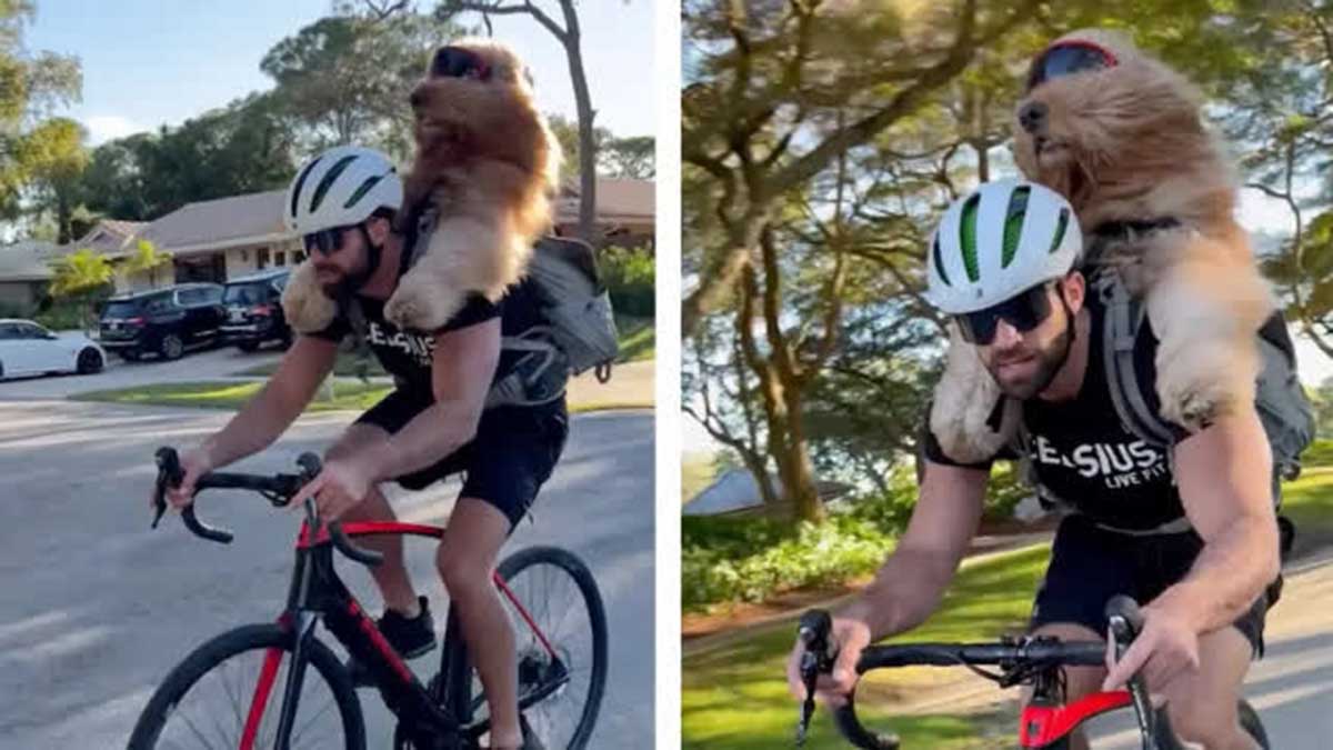 Video viral: adorable perro ama los paseos en bicicleta
