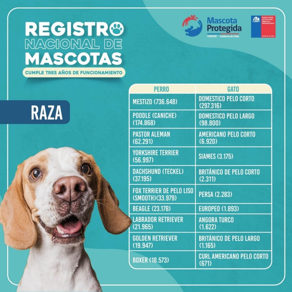 Razas Populares Mascotas Chile