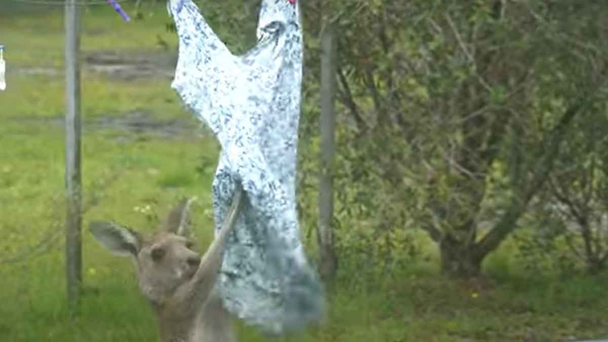 Canguro tuvo una dura pelea con la ropa recién lavada y el video se hizo viral