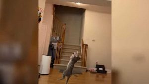 Gato salta en cámara lenta para atrapar sus juguetes y el video se hizo viral en YouTube