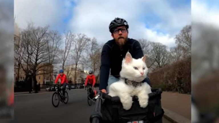 Gato Viral En Bicicleta