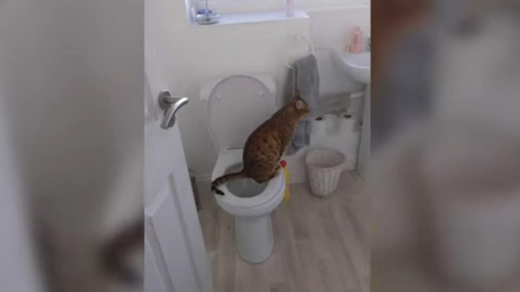 Gato Viral En El Baño