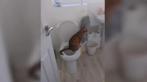 Un gato es viral en YouTube por usar el baño como una persona