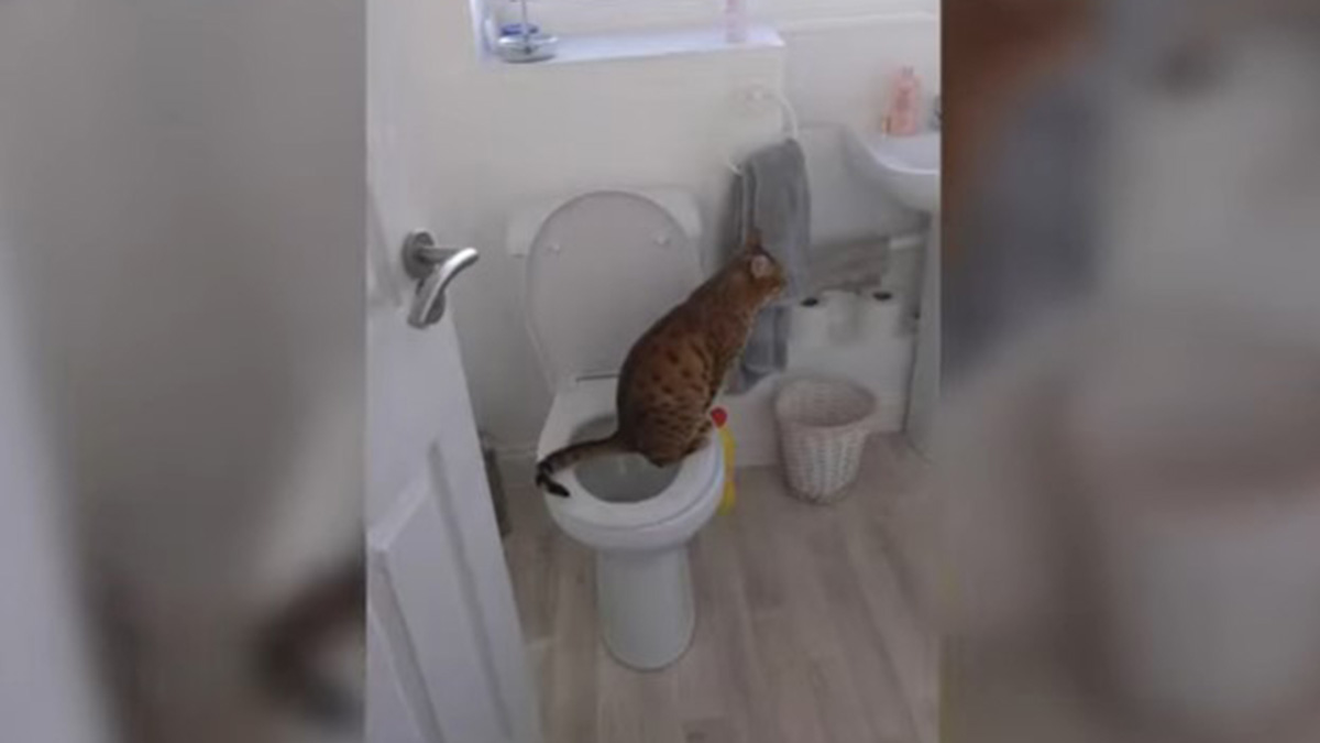 Un gato es viral en YouTube por usar el baño como una persona