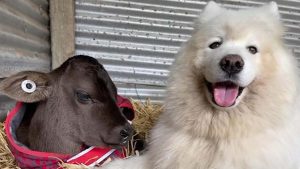 Viral: un perro y varias vacas son los mejores amigos de YouTube