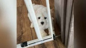 Viral: perro se confunde y queda atorado en una puerta abierta