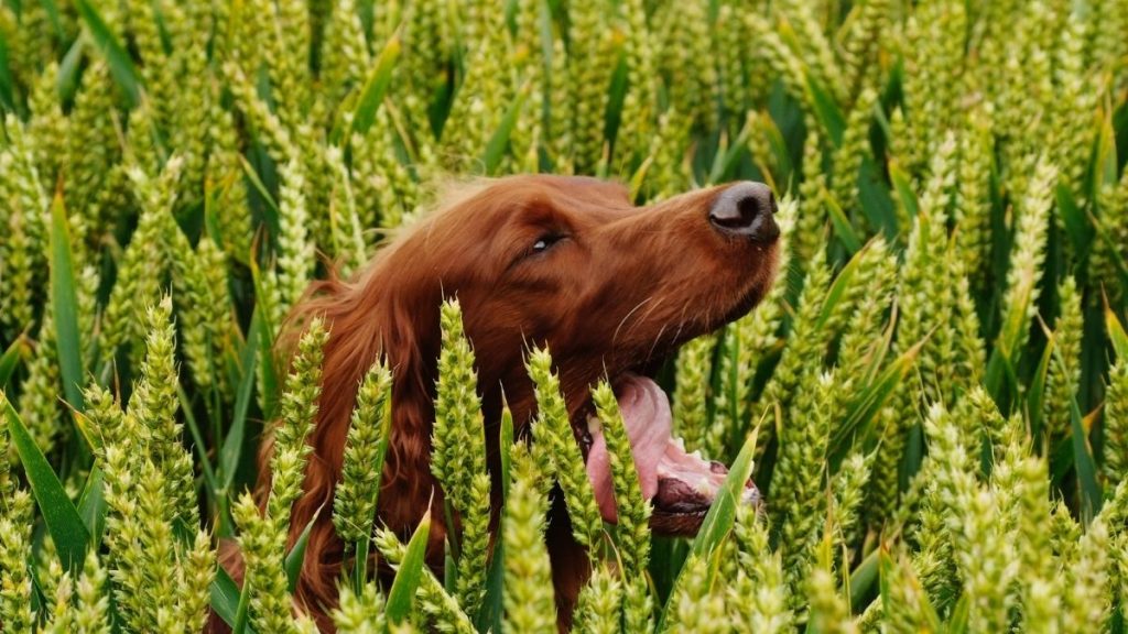 Perro Con Espigas