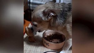 Un perro se enojó con un juguete mientras comía y el video se volvió viral