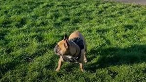 Un perro es viral en YouTube por rodar sobre el pasto