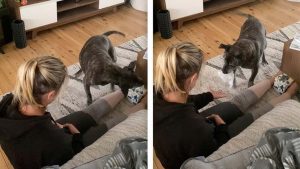 ¡Qué inteligente! Perro es viral por buscar pañuelos para su dueña cada vez que estornuda