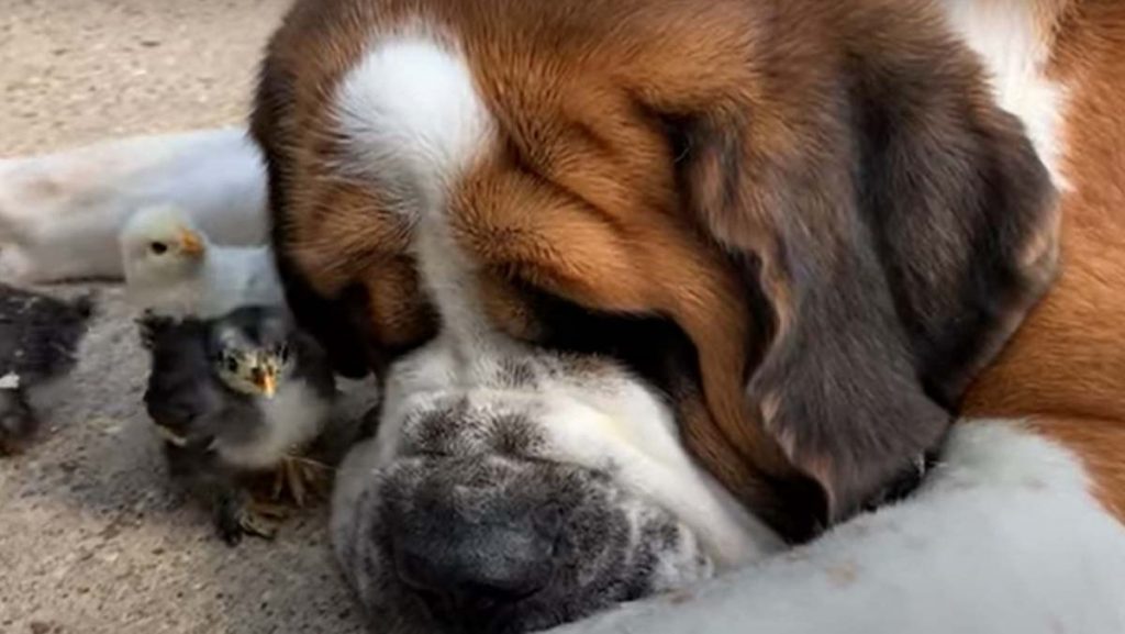 Perro Viral En Granja