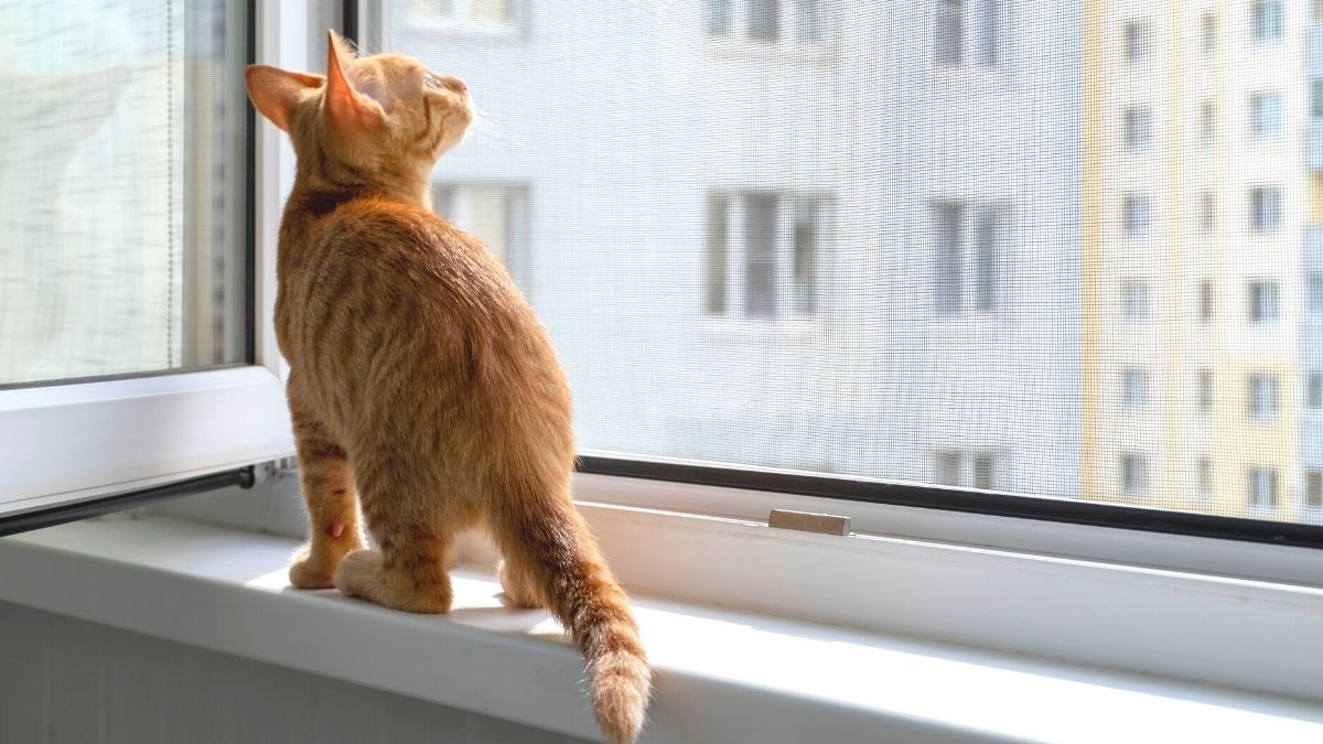 ¿Vives en departamento? Tips y recomendaciones para el cuidado de tu mascota