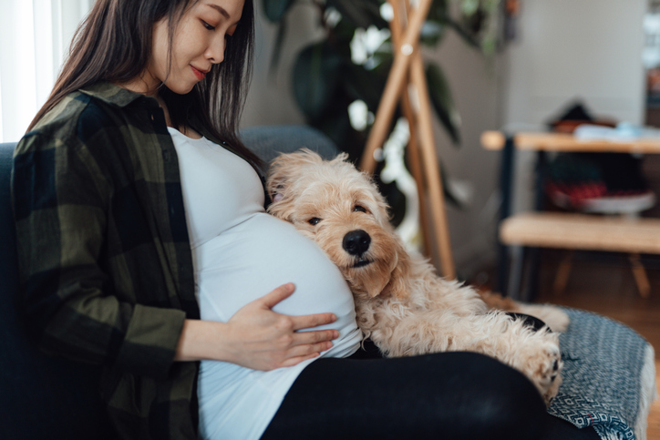 Pregnant Woman Relaxing At Home With Dog