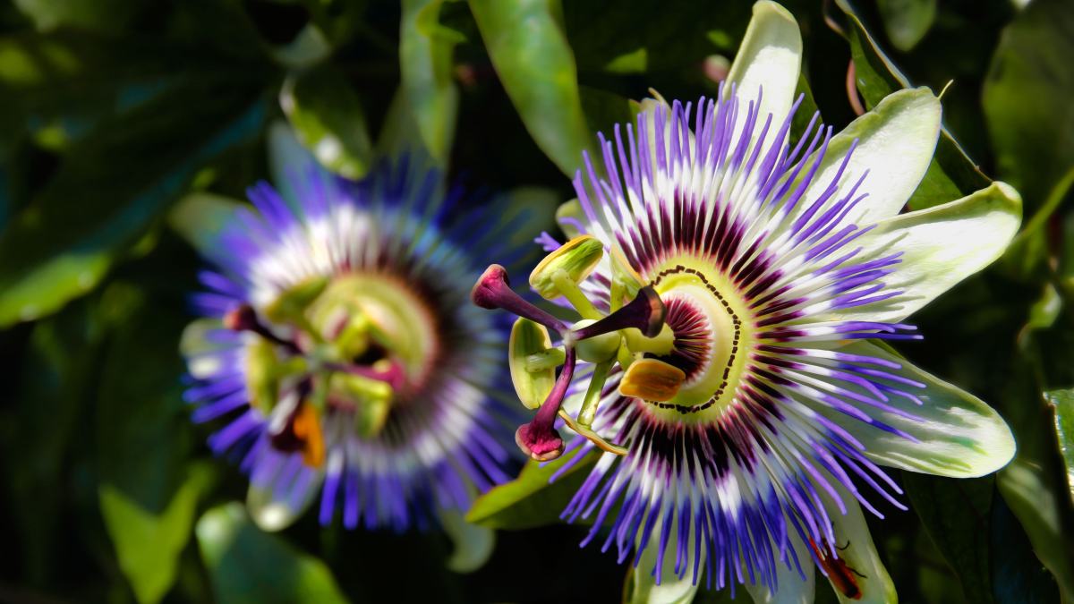 Passiflora: La planta ideal para calmar los nervios y el estrés