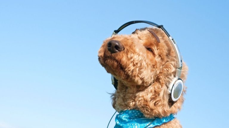 Perro Musica Mascota Spotify