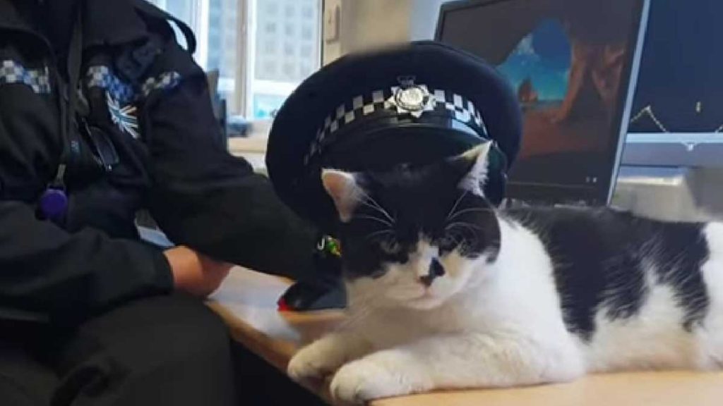 Gato Policía