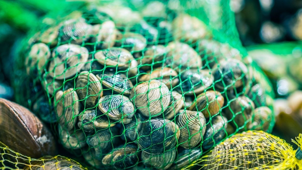 Marea Roja: ¿qué es, cómo identificarla y qué hacer en caso de intoxicación?