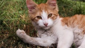 Modificación Ley Cholito: proyecto busca aumentar sanciones para quienes maltraten gatos y perros