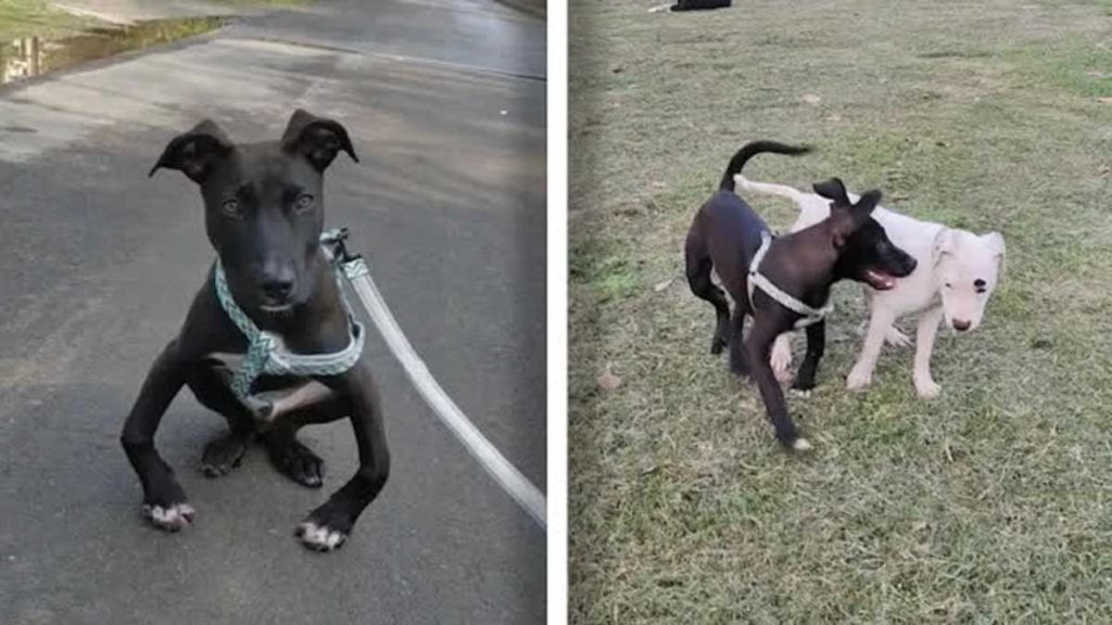 Perro Con Patitas Torcidas