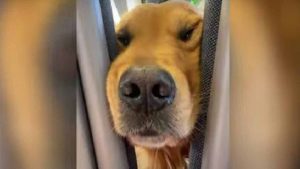 Un perro hambriento es viral en video de YouTube