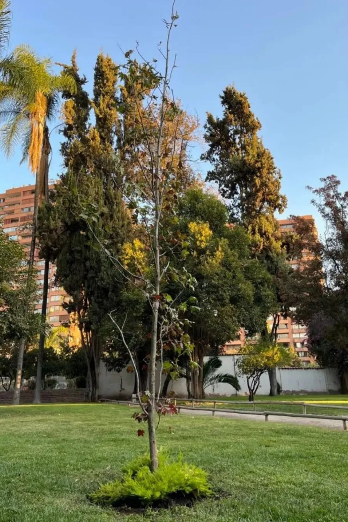Conmemoración Carlos Caszely
