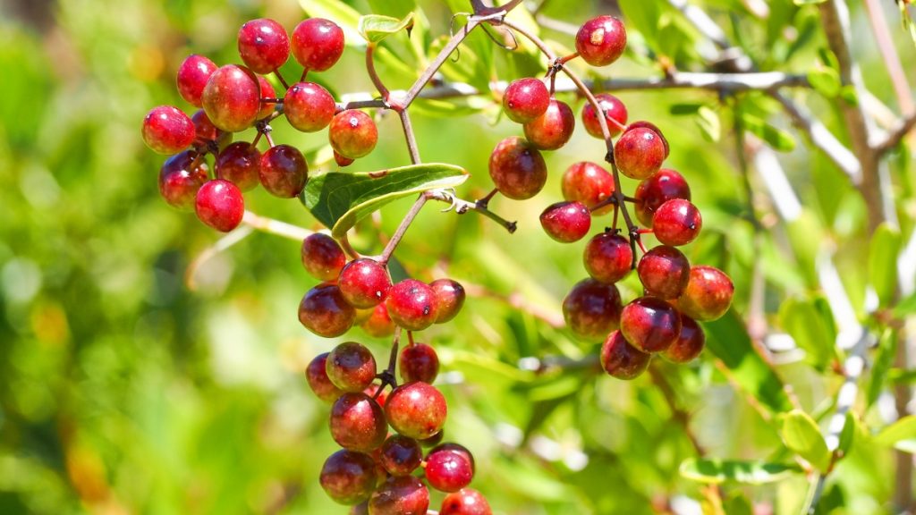 Zarzaparrilla Beneficios