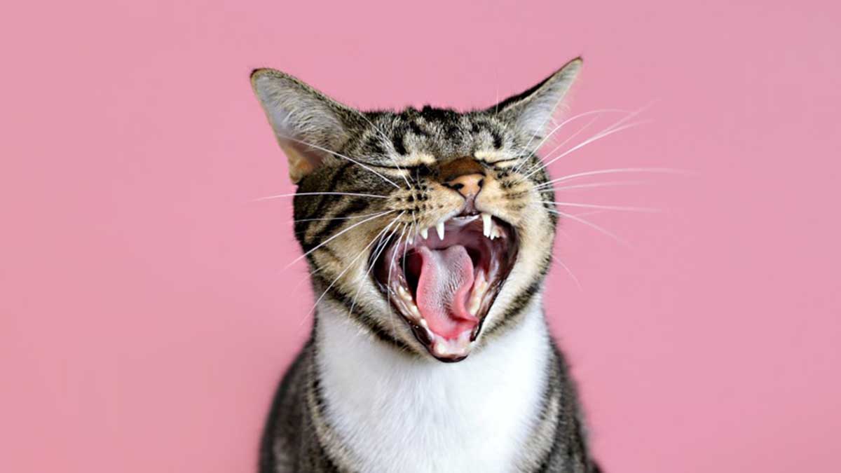 Tips para eliminar el mal olor de la arena del gato