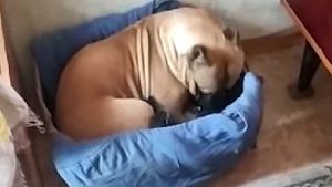 Viral en YouTube: cariñosa perra cuida de unos gatitos como si fuese su mamá